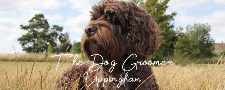 barkers professional dog grooming redhill 1 768x309