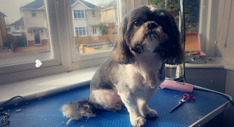 classy mutz cutz dog grooming southampton 1 768x419