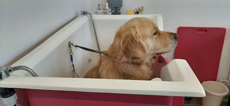 collar and tie dog groomers birmingham 1 768x354