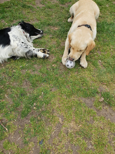 corner cottage animal boarding gainsborough 1