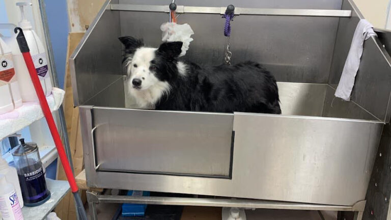 denside dog grooming laurencekirk 1 768x432