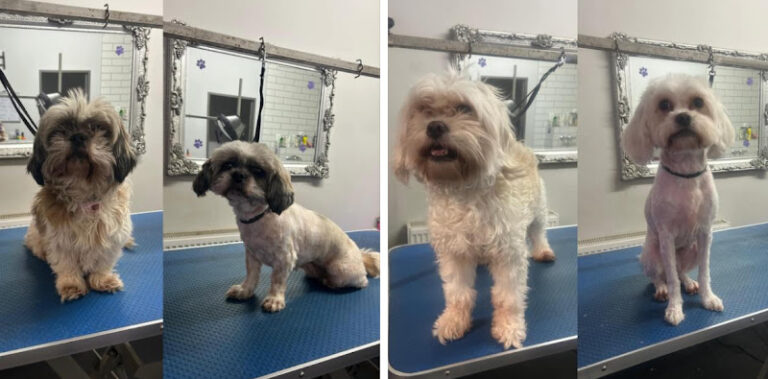 diamond dogs belfast 1 768x379