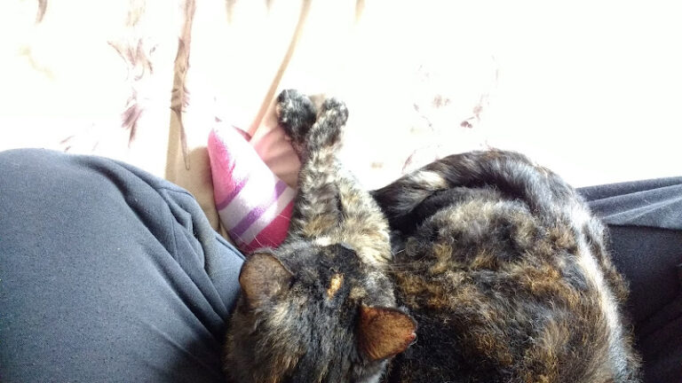 dirty paws grooming mayfield 1 768x432