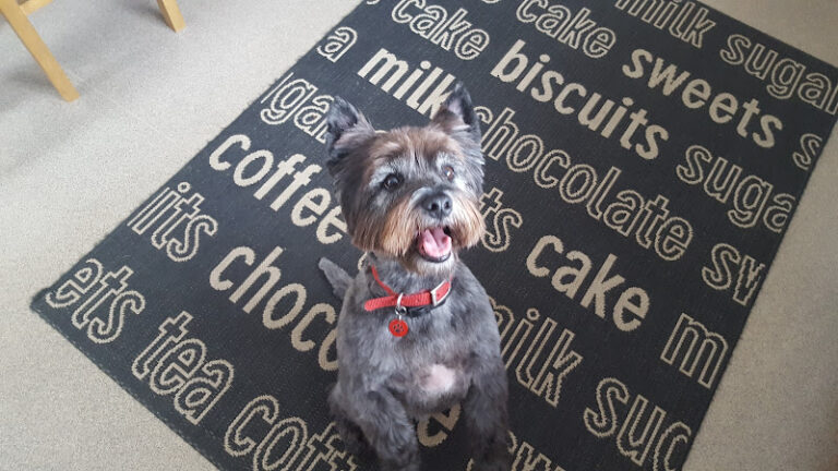 distinction dog grooming saltash 1 768x432