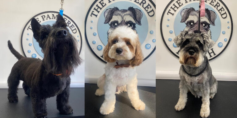 dogwood grooming bournemouth 1 768x384