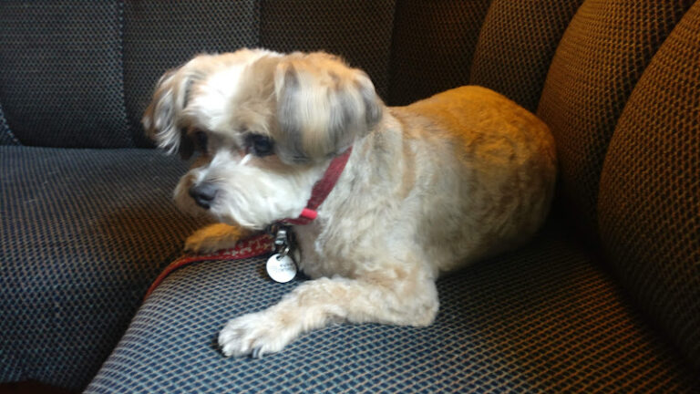 dogwood grooming cheltenham 1 768x432