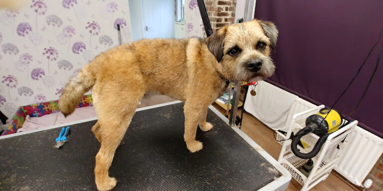 furry friends spa ripon 1 768x384