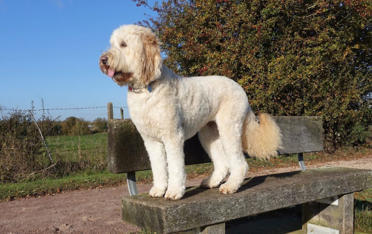 get your bouff on sheffield 1 768x483