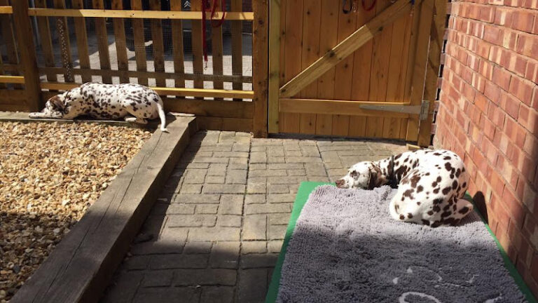 grooming by heidi bideford 1 768x432