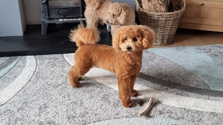 hair off the dog derriaghy belfast 1 768x432