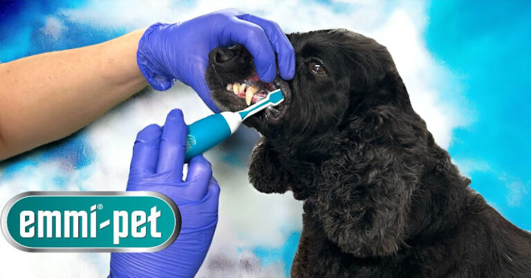 happy dogs grooming salon new mills high peak 1 768x402