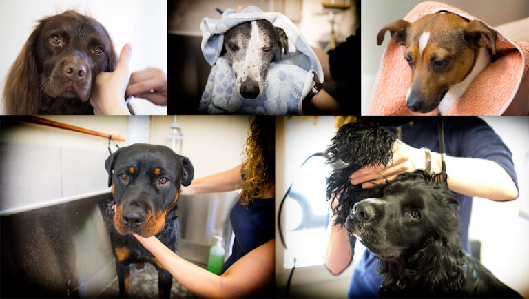 happy tails dog groomers grangemouth 1 768x434