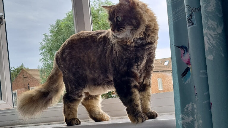 janimals dog grooming bradford 1 768x432