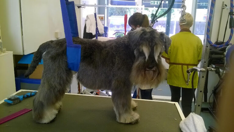 k9 cuts dog grooming bingley bingley 1 768x432