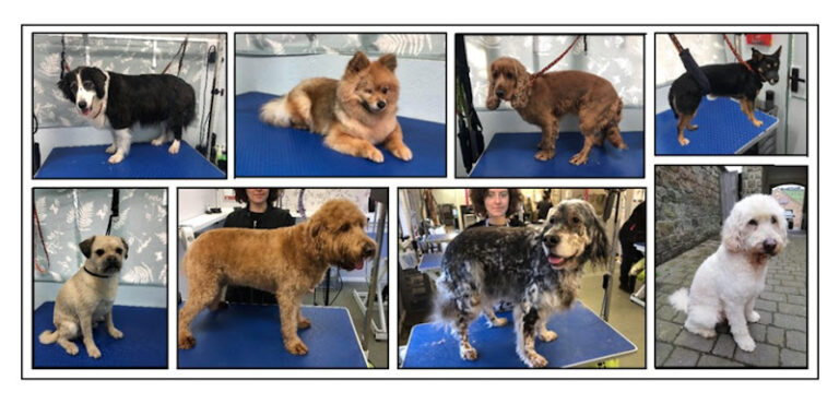 laund a pet torpoint 1 768x370