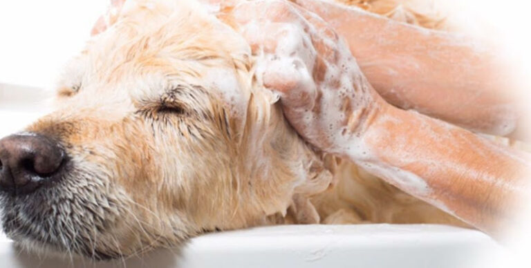 lead the walk london 1 768x388