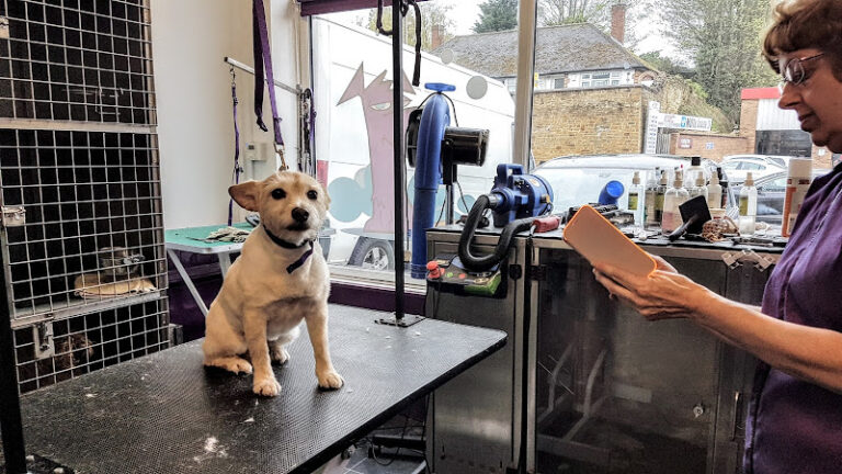 miss diane dog groomers worksop 1 768x432