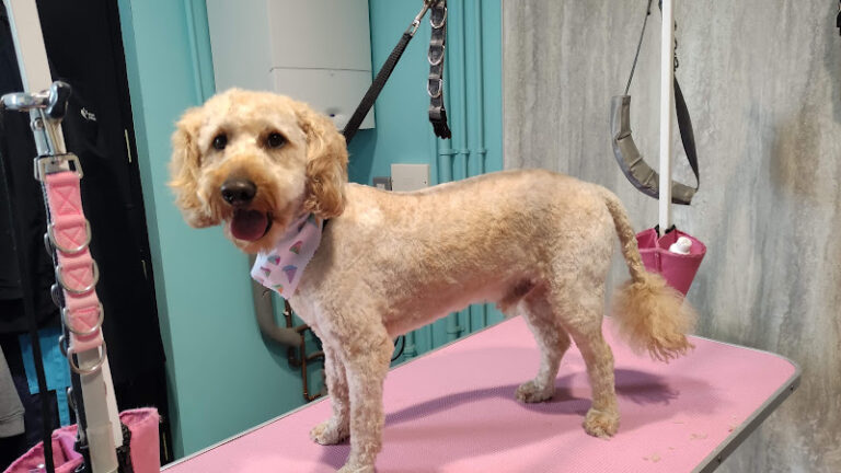 mk dog grooming birmingham 1 768x432