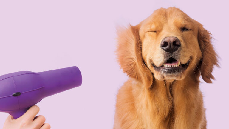 pamper my paws dog grooming romsey 1 768x432