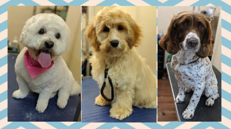 pamper my poochie northampton 1 768x432