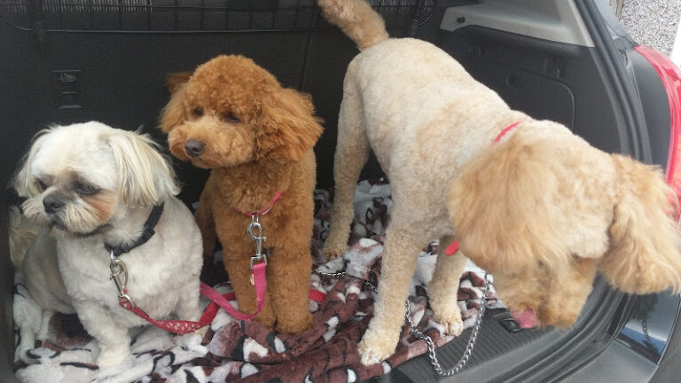 pawfect ellesmere port 1 768x432