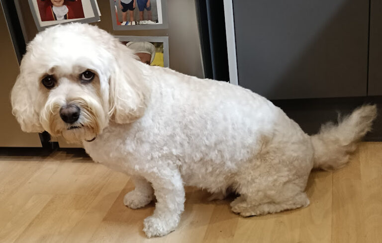 pets at home nottingham nottingham 1 768x489