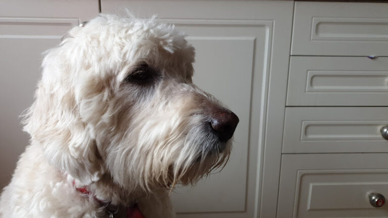 pets boutique dog grooming manchester 1 768x432