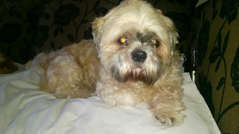 pets paradise hull 1 768x432