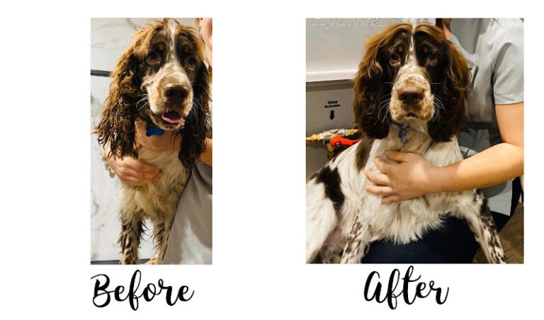 poochys grooming ltd hyde 1 768x452