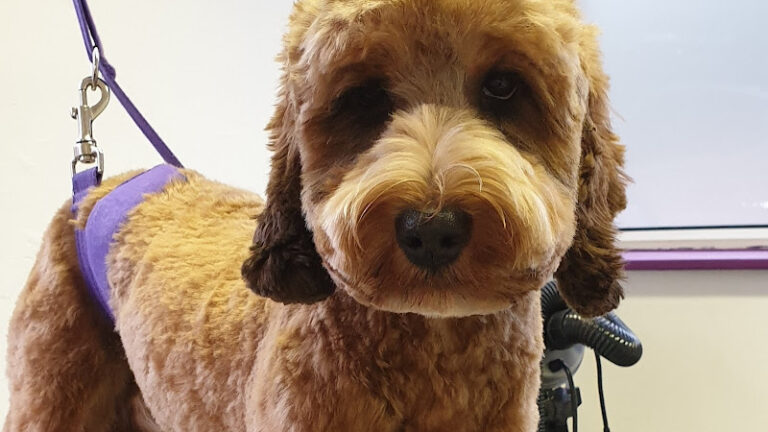 posh pooches dog groomers connswater belfast 1 768x432