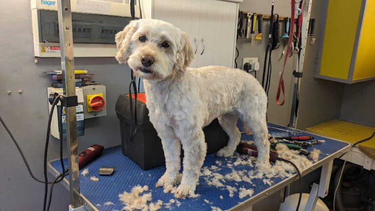 prestige dog grooming hyde 1 768x432