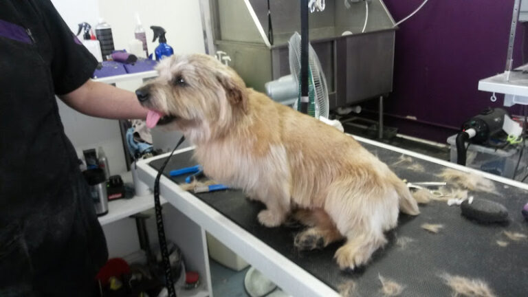 pretty paws dog grooming southport 1 768x432