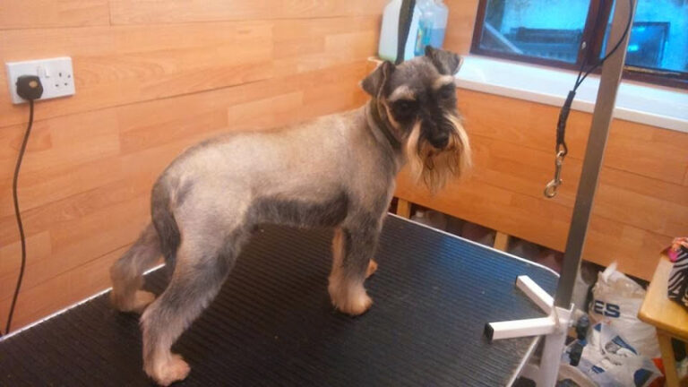 scruff 2 fluff hoddesdon 1 768x432