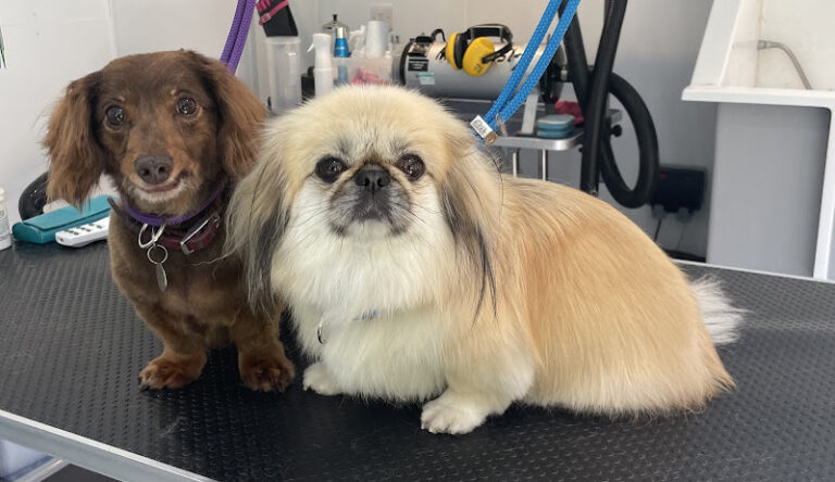 scruffys dog grooming salon romford 1 768x444