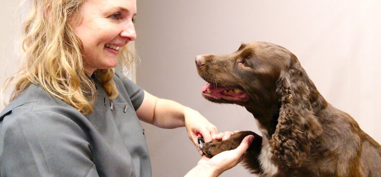 shampoochies pet grooming heanor 1 768x358