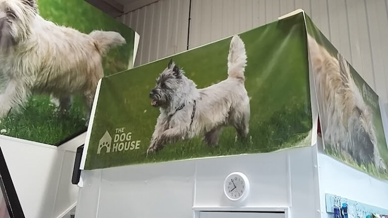 style4paws professional dog grooming york york 1 768x432