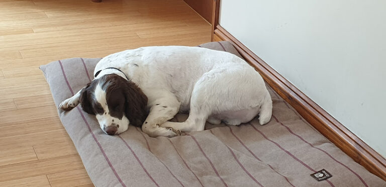 sues grooms eastbourne 1 768x373