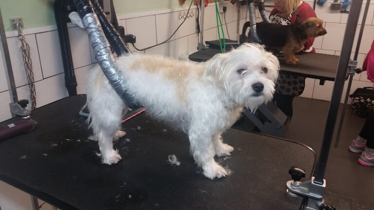 the dogs bullocks mobile dog grooming cardiff 1 768x432