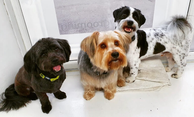 the fur boutique leyland 1 768x465