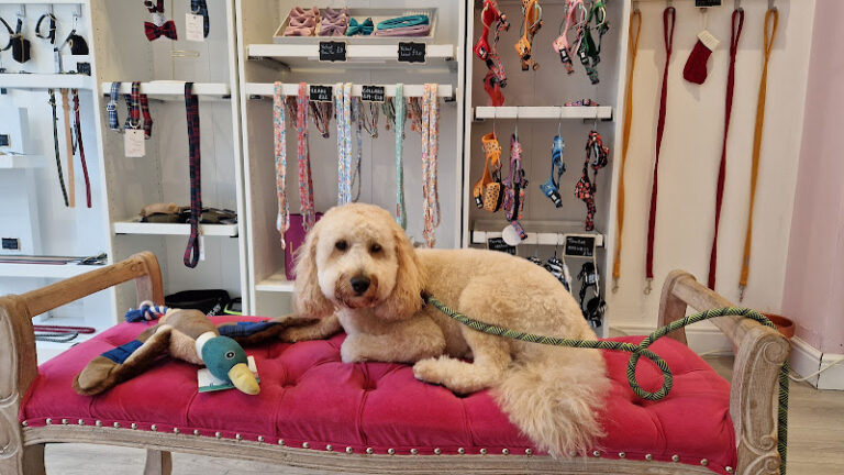 the groom room dundee dundee 1 768x432