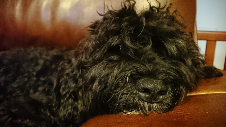 the groom room walsall reedswood walsall 1 768x432