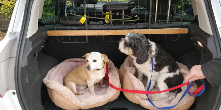 the pet spa london 1 768x384