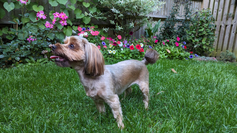 top to tail dog groomers bexhill on sea 1 768x432