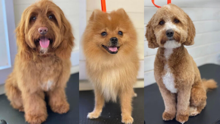 vanity fur grooming services aberdeen 1 768x434