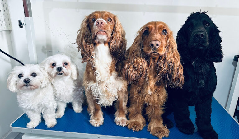 wags wash and groom salon rugby 1 768x447