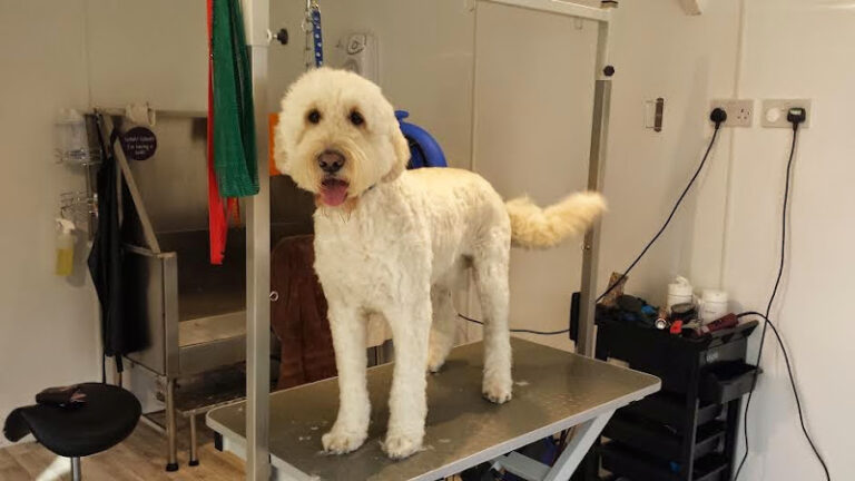 woofs and washes buckingham 1 768x432