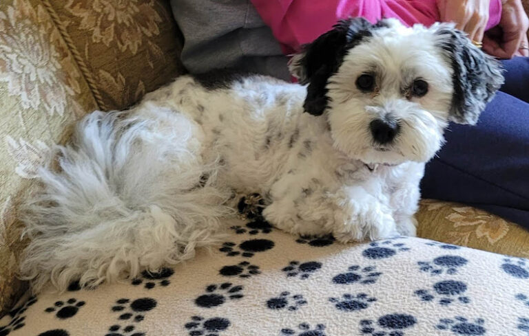 woofterz dog grooming llanfyllin 1 768x489