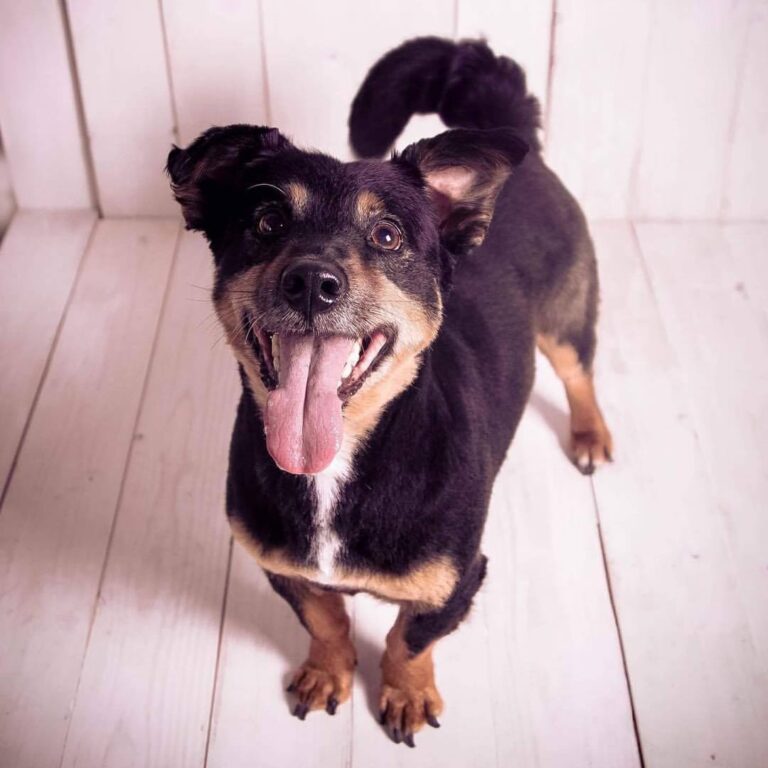 a1 dog grooming liverpool 768x768