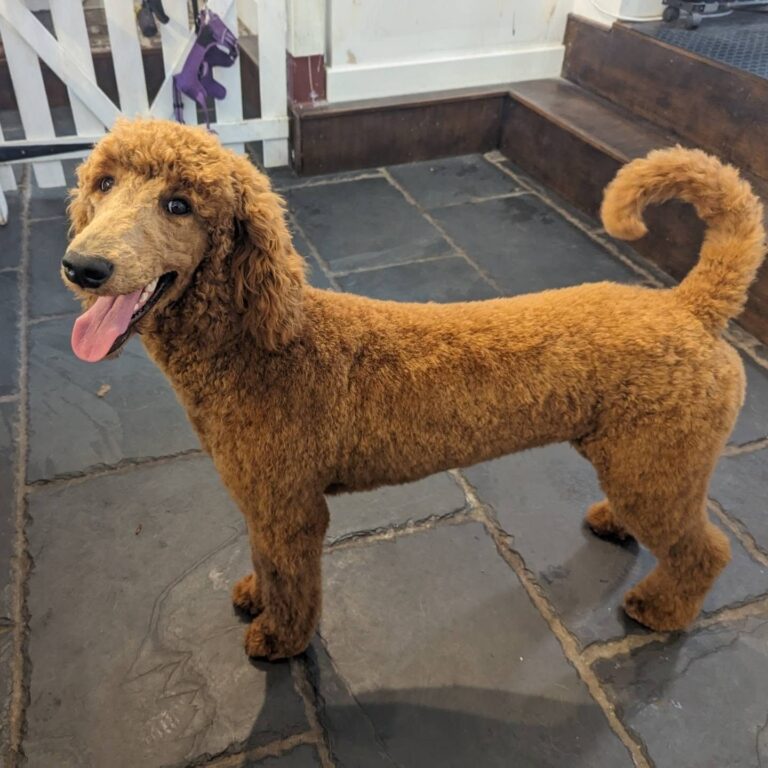 belles bubbles reading 768x768