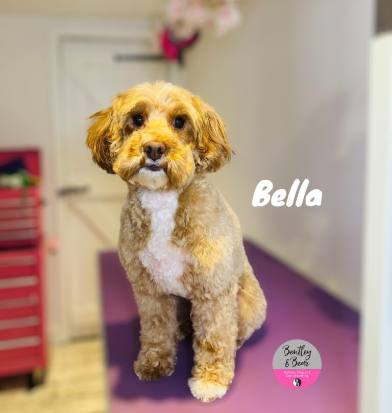 bentley and bear dunstable 768x809